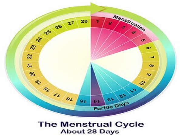 Komali Fertility Centre | Ovulation Cycle | Menstruation Cycle